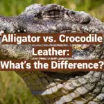 Alligator vs. Crocodile Leather: What’s the Difference?
