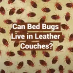 Can Bed Bugs Live in Leather Couches?