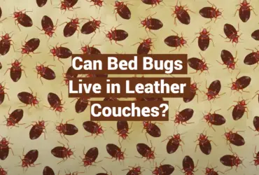 Can Bed Bugs Live in Leather Couches?