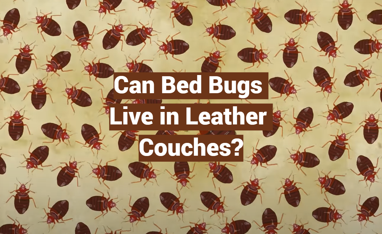 Do Bed Bugs Live In Leather Sofas Infoupdate