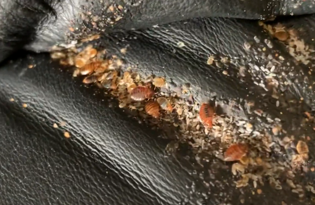Can Bed Bugs Live in Leather Couches? LeatherProfy