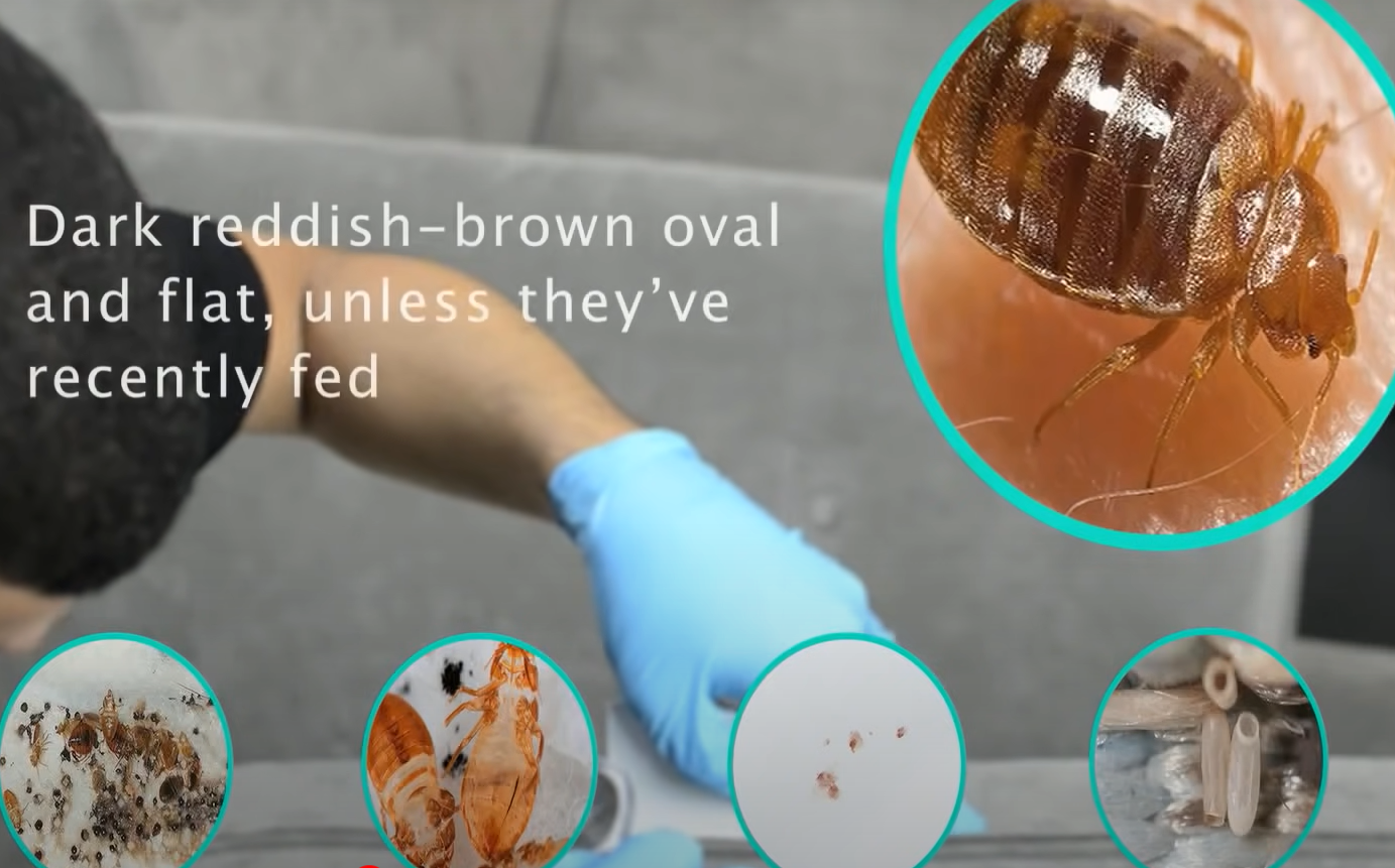 Can Bed Bugs Live in Leather Couches? LeatherProfy
