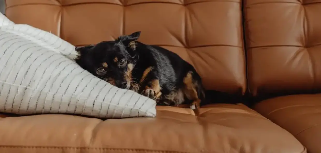 Why Do You Need to Protect Your Leather Couch From Dogs