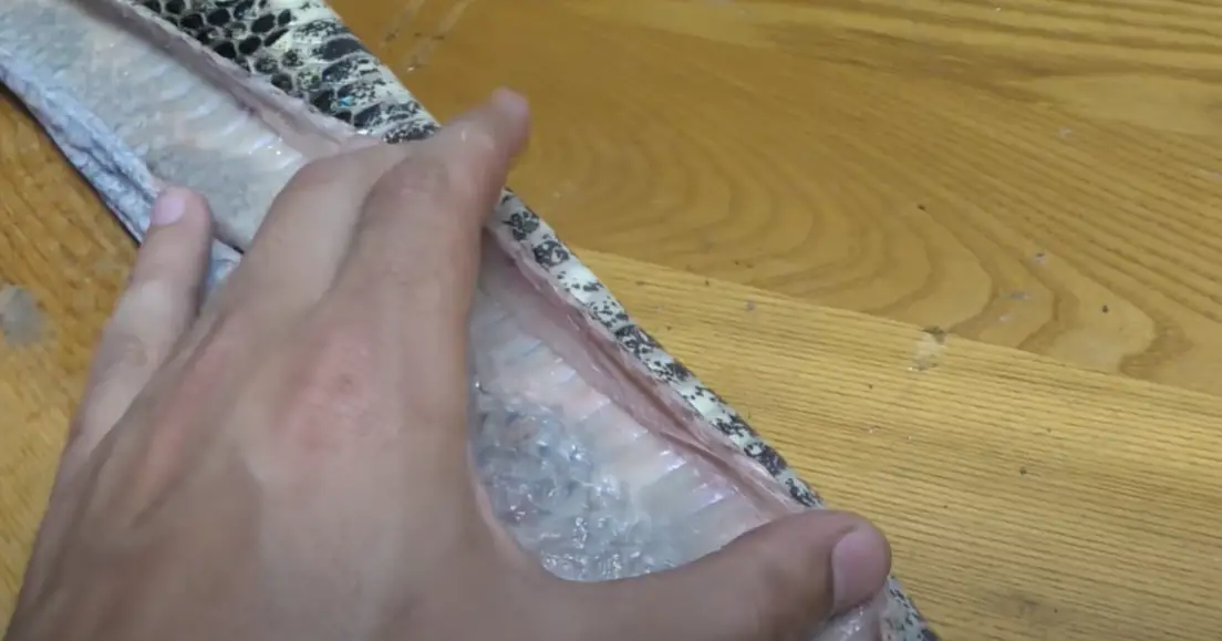 How to Tan a Snake Skin? LeatherProfy