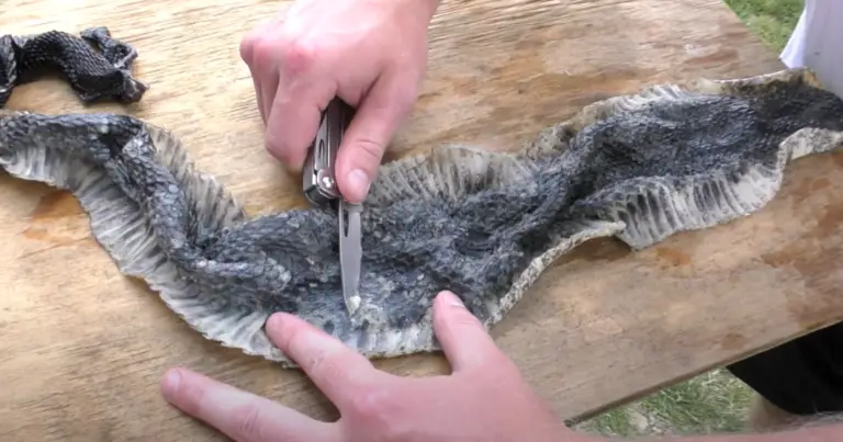 Gallery Detail: How To Tan A Snake Skin