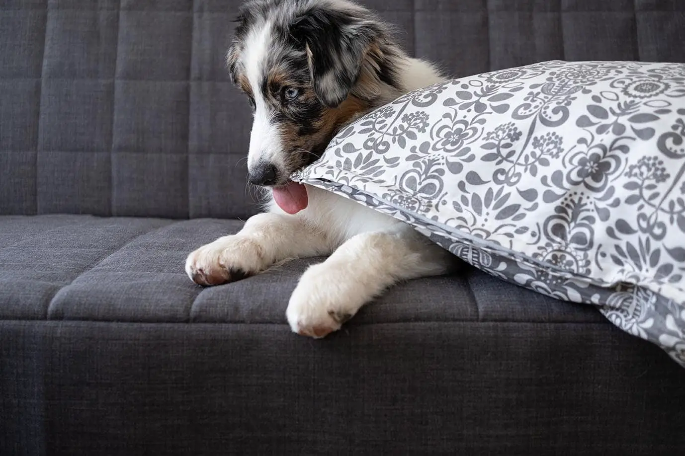 How to Stop Your Dog from Licking Your Furniture