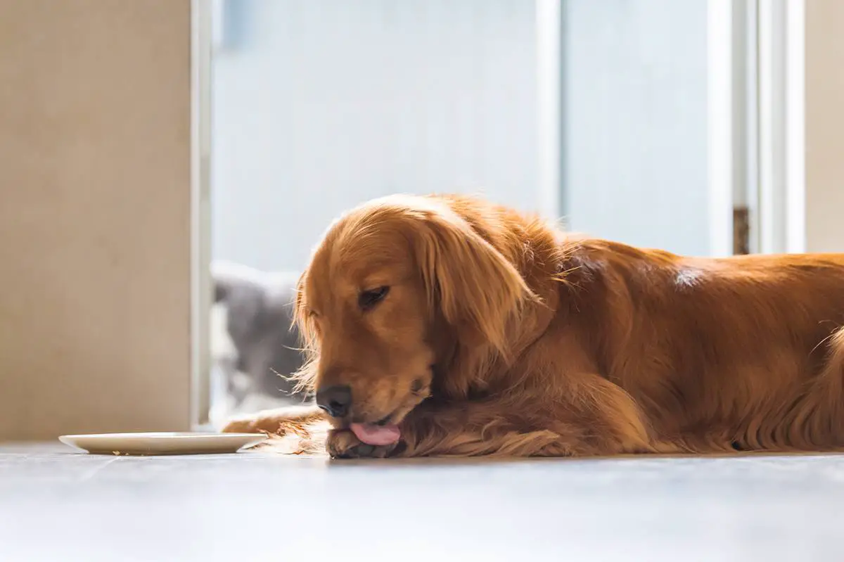 Obsessive-Compulsive Disorder in Dogs