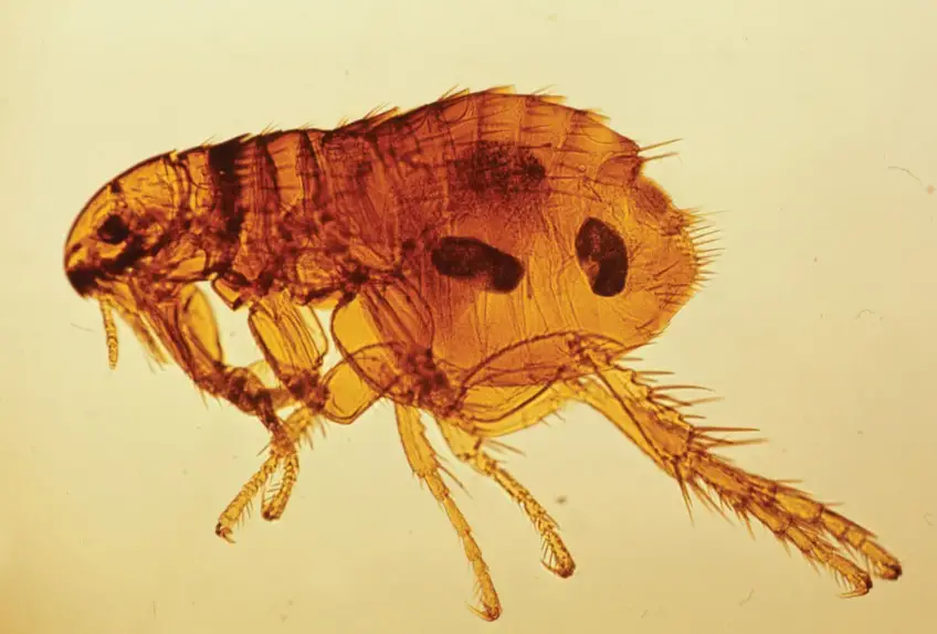 Understanding Anatomy of Fleas