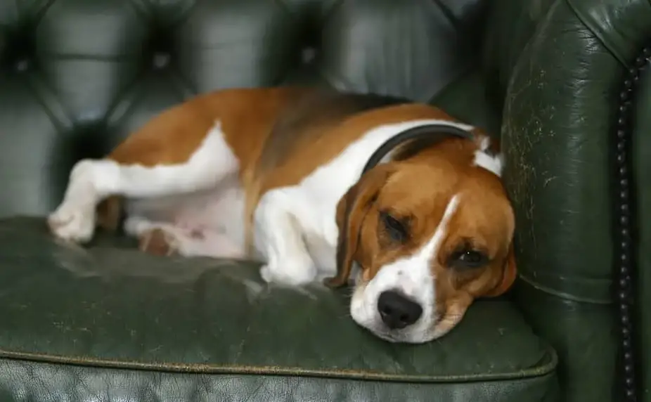 Why Do Dogs Lick Furniture